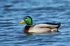 Mallard